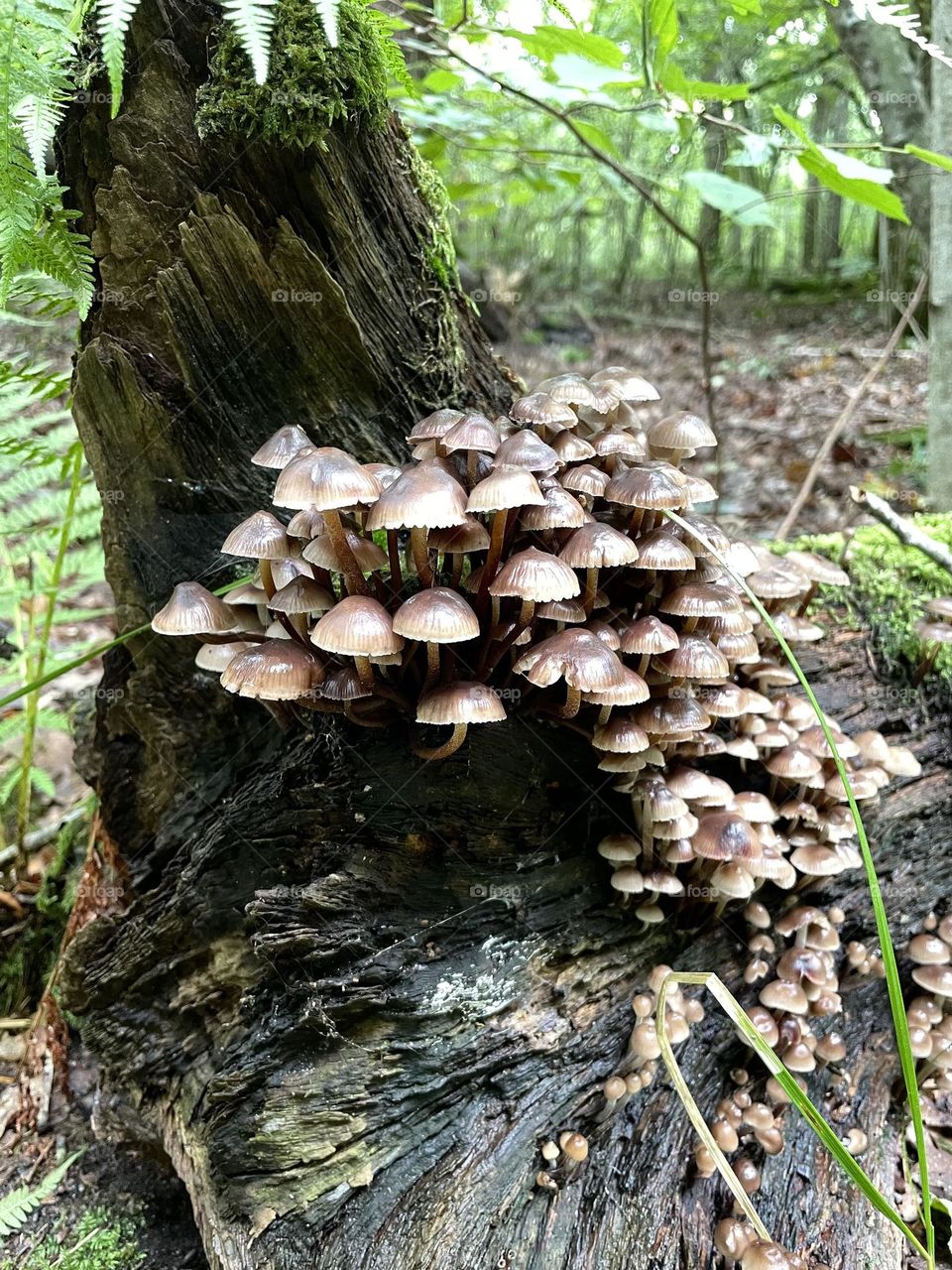Mushrooms growing on an old tree log in the forest 