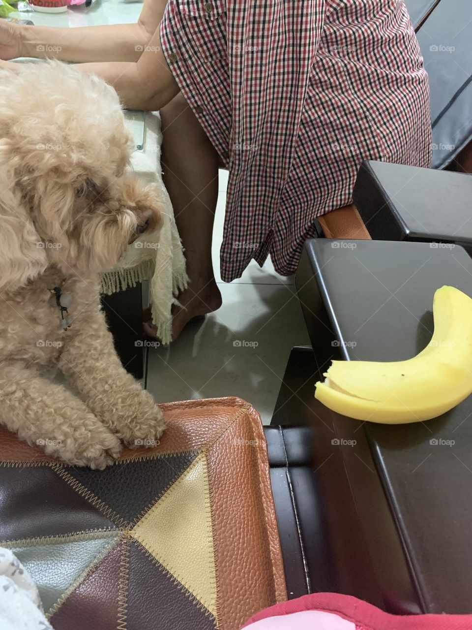 My baby dog want to eat his favorite banana!