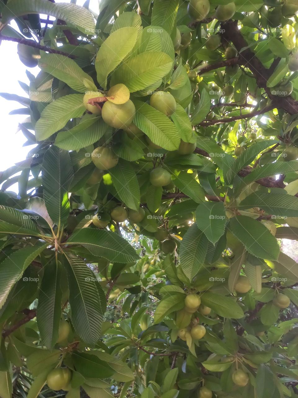 A copa de uma planta  é a parte estrutural  das árvores, que contém e dá sustentação  as folhas