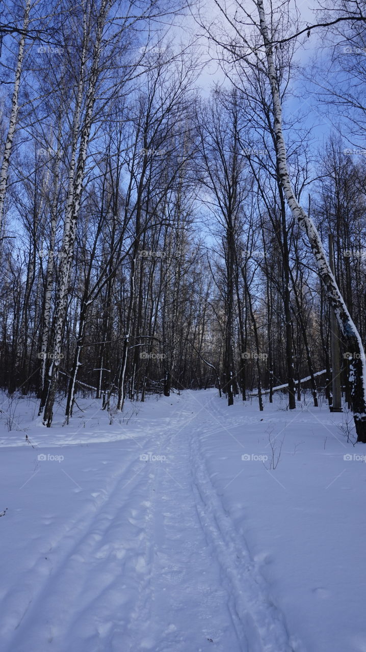 Snowy covered path passing through bare trees