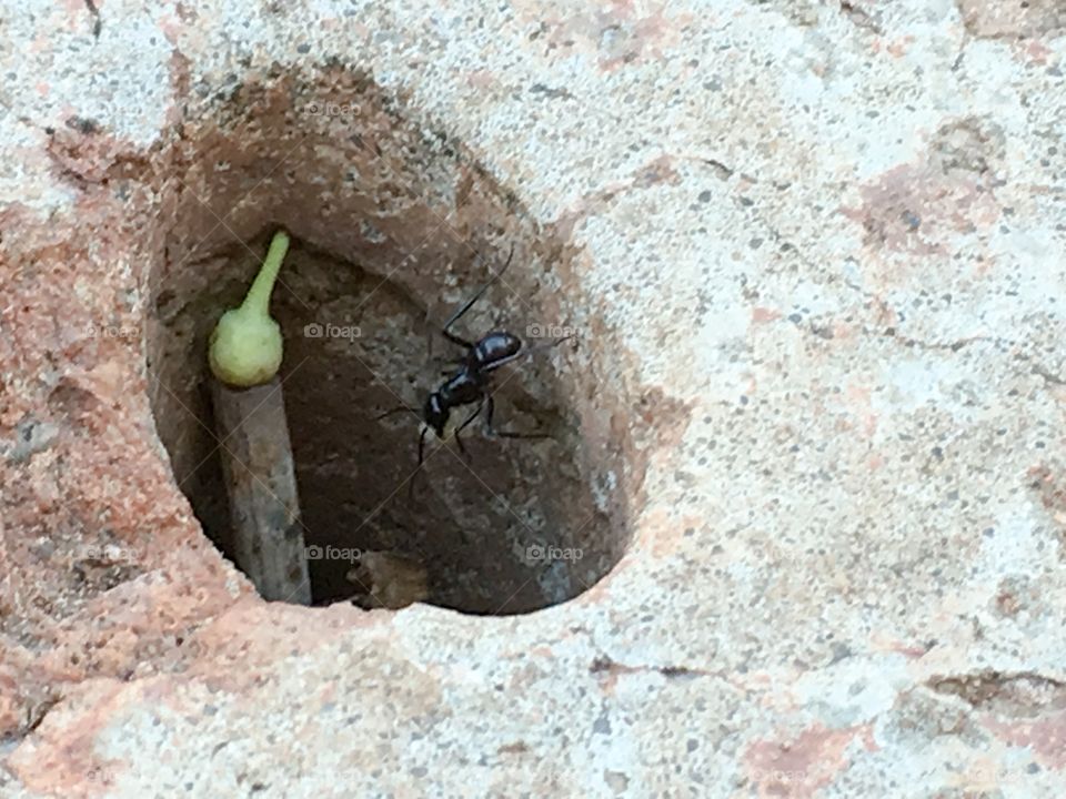 Worker ant carrying food toward nest hole