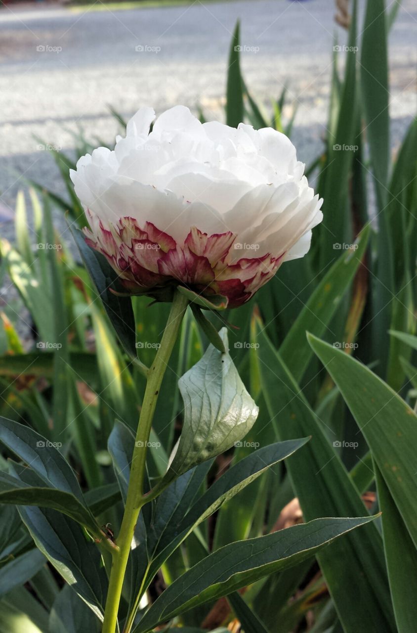 Peony with Red