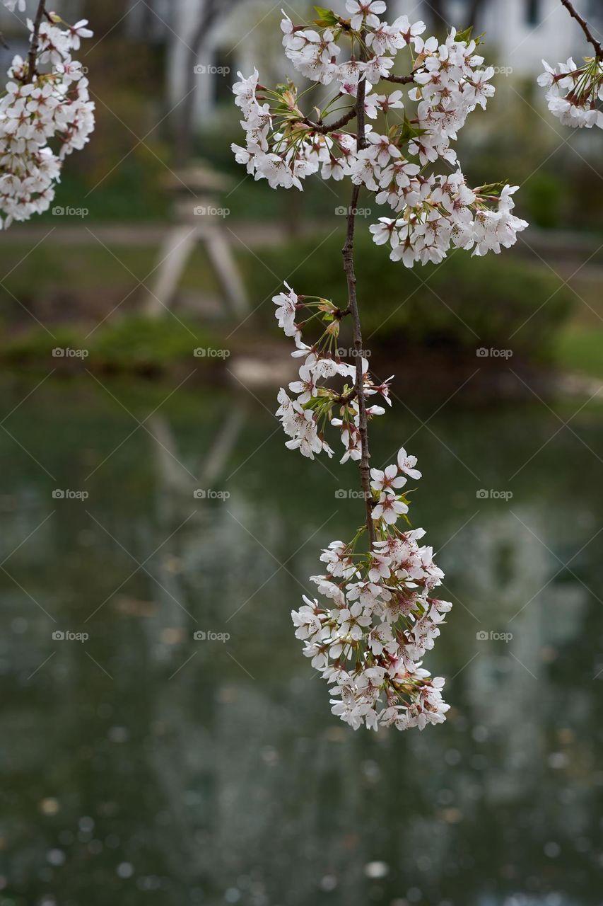Cherry (sakura) blossom 