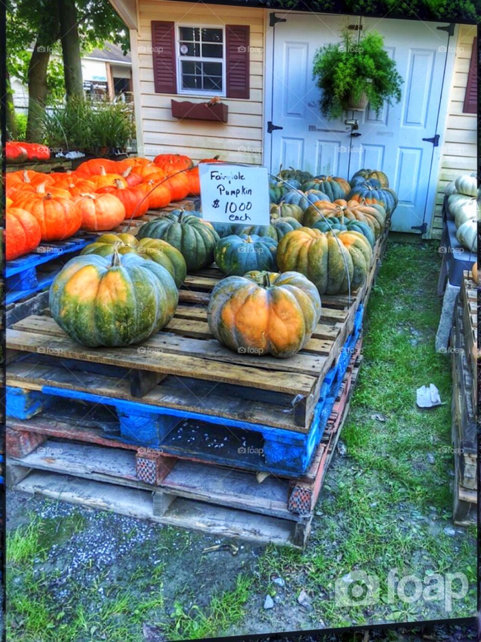 Roadside Country garden center wood pallets and pumpkins 