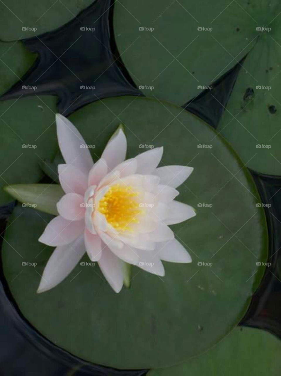 lily pad