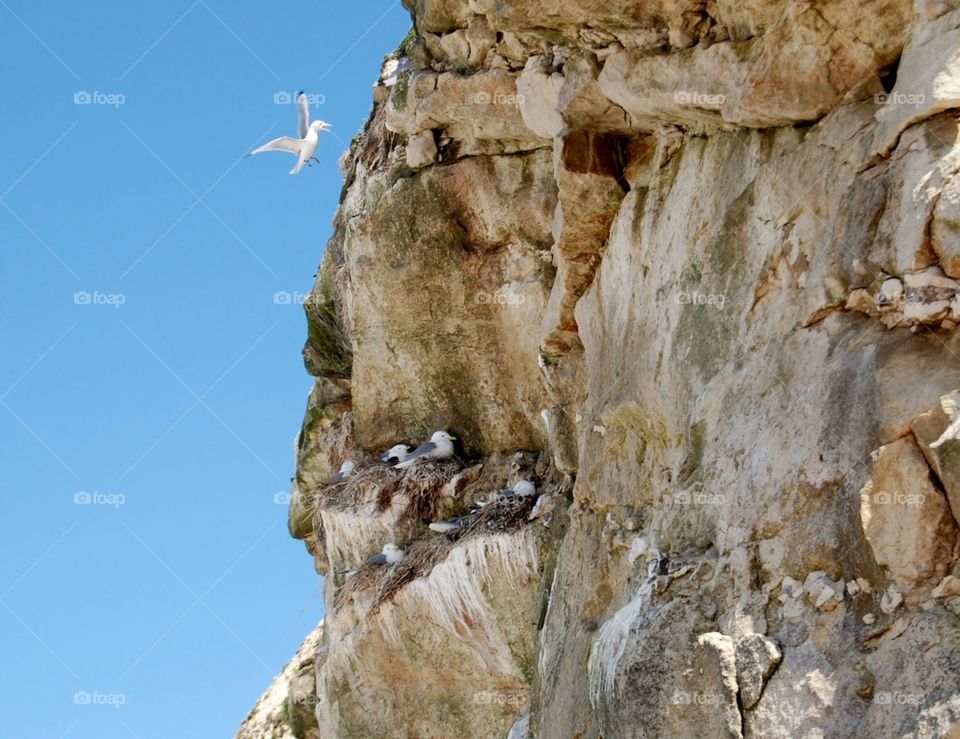 Seagulls nesting on cliff 