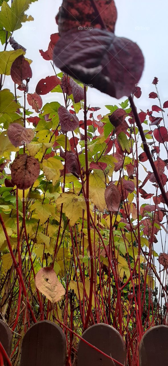 Cokourful bush in atumn