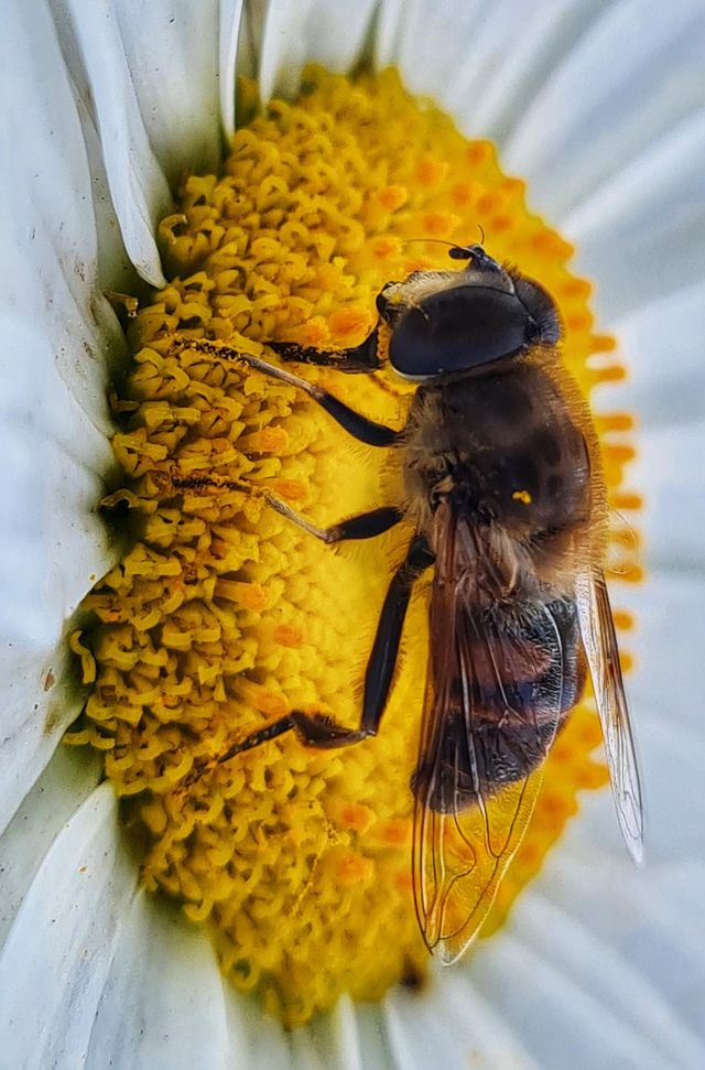 Yellow insect feet💛