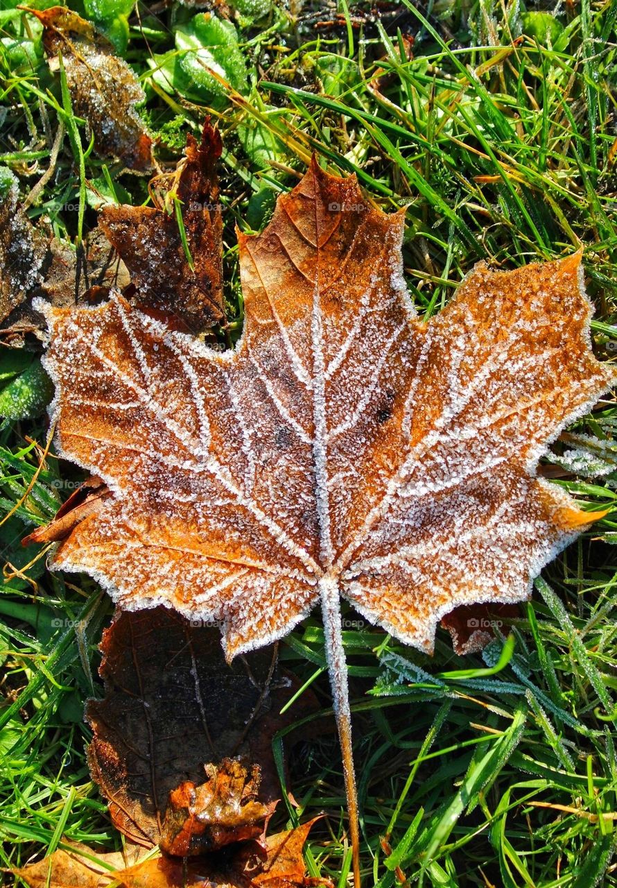 Sunlit dark orange dried maple leaf dusted with hoar frost, outlining the veins of the leaf, on a background of bright green grass with various autumnal coloured dried stems