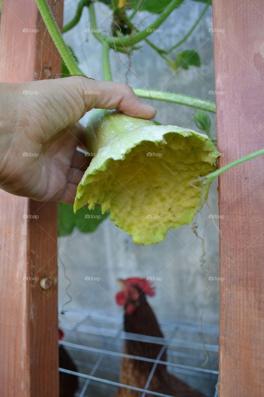 Never Underestimate the Neck Reach   of a Determined Chicken