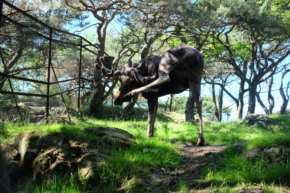 Wood, Tree, Mammal, Nature, Grass