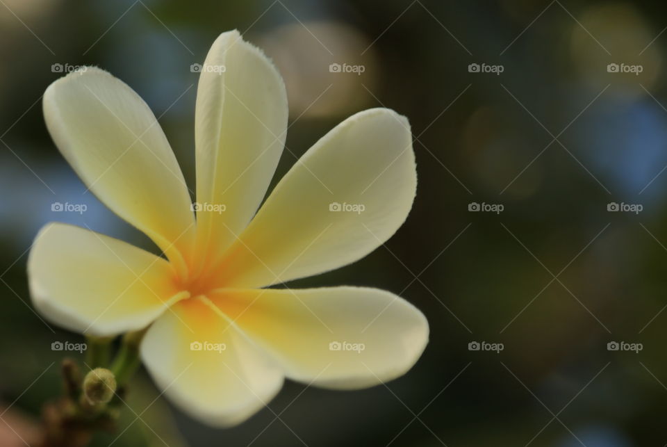 Plumeria 