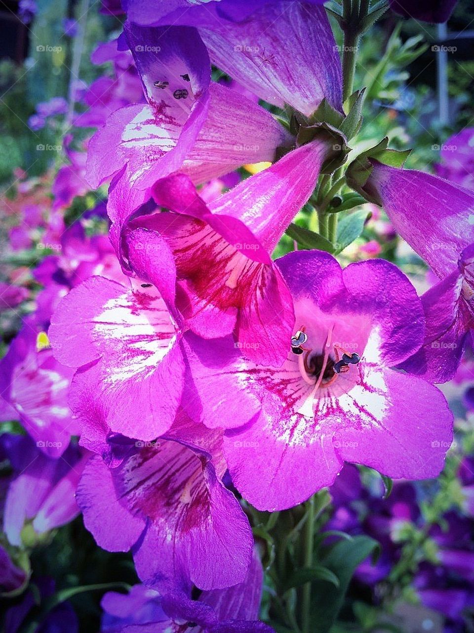 Summer Penstemon in flower.