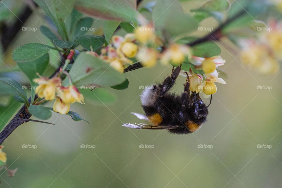 A bumblebee on barberry flowers