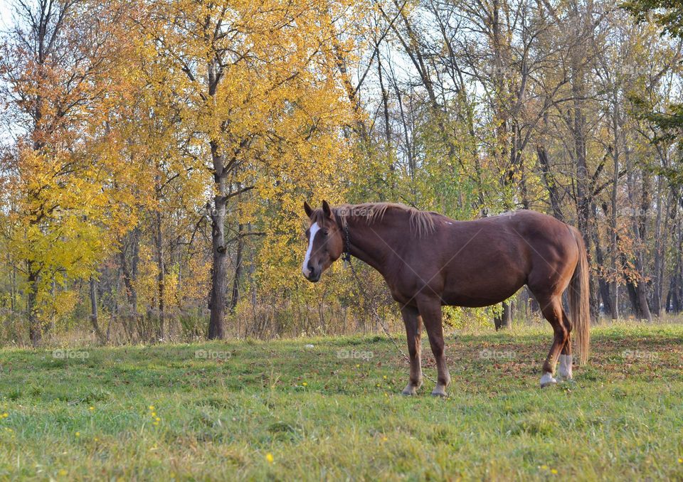 horse nature landscape view from the ground