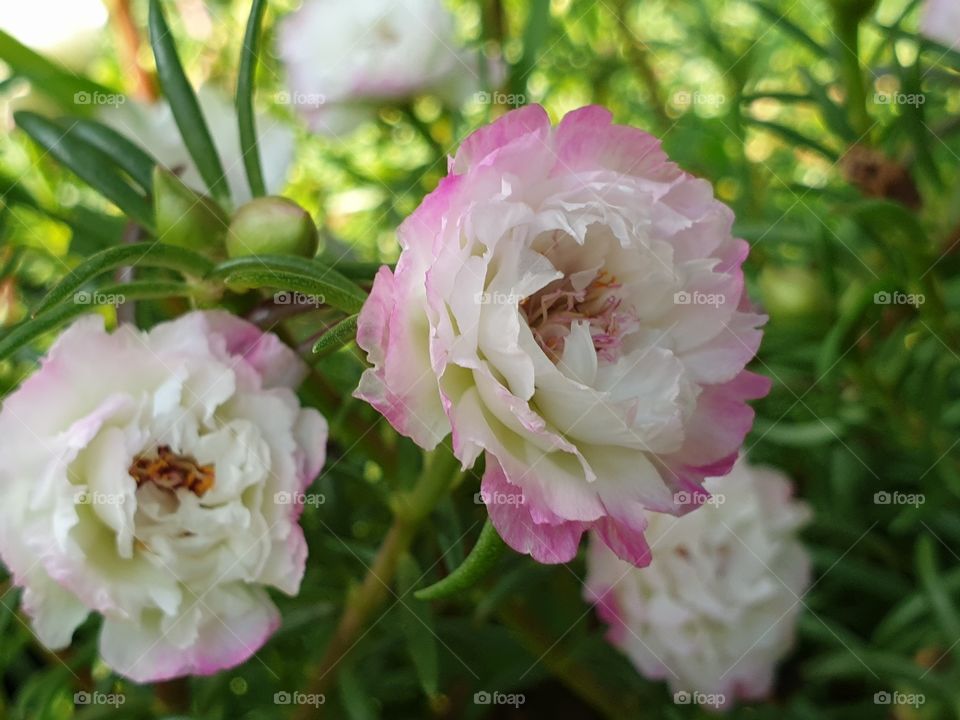 the portulaca grandiflora