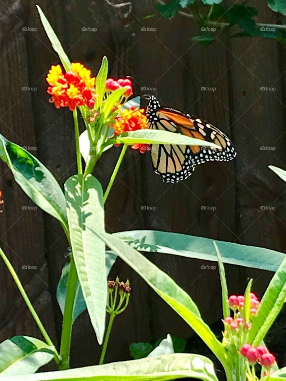 Busy beautiful butterfly 