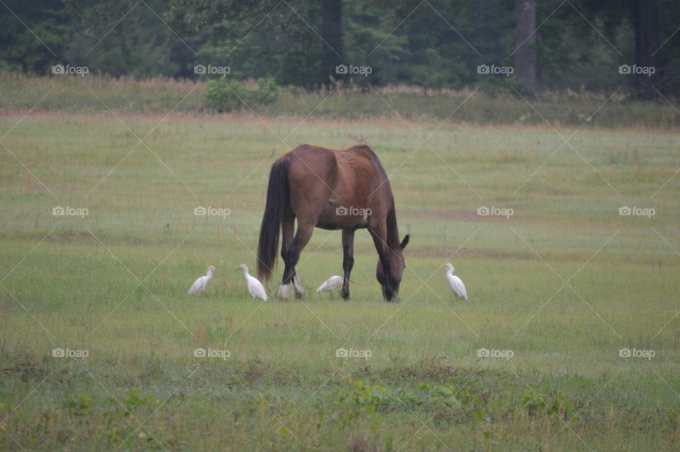 equine