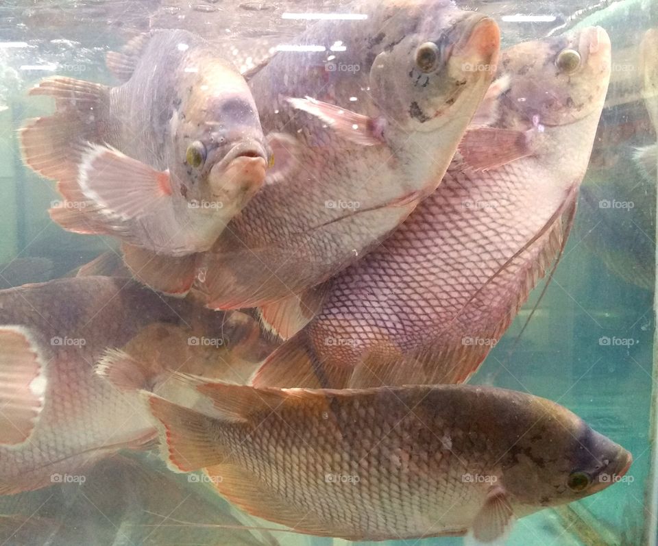 Gurame fishes in an aquarium are ready to purchase at the supermarket.