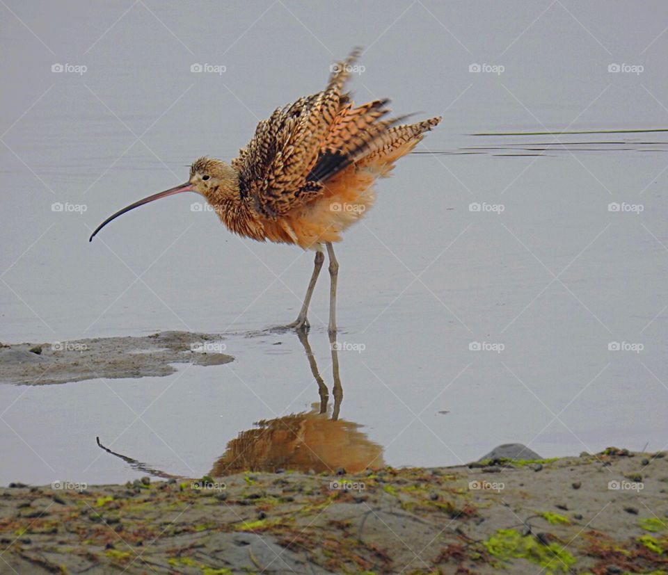 Long-billed curlew