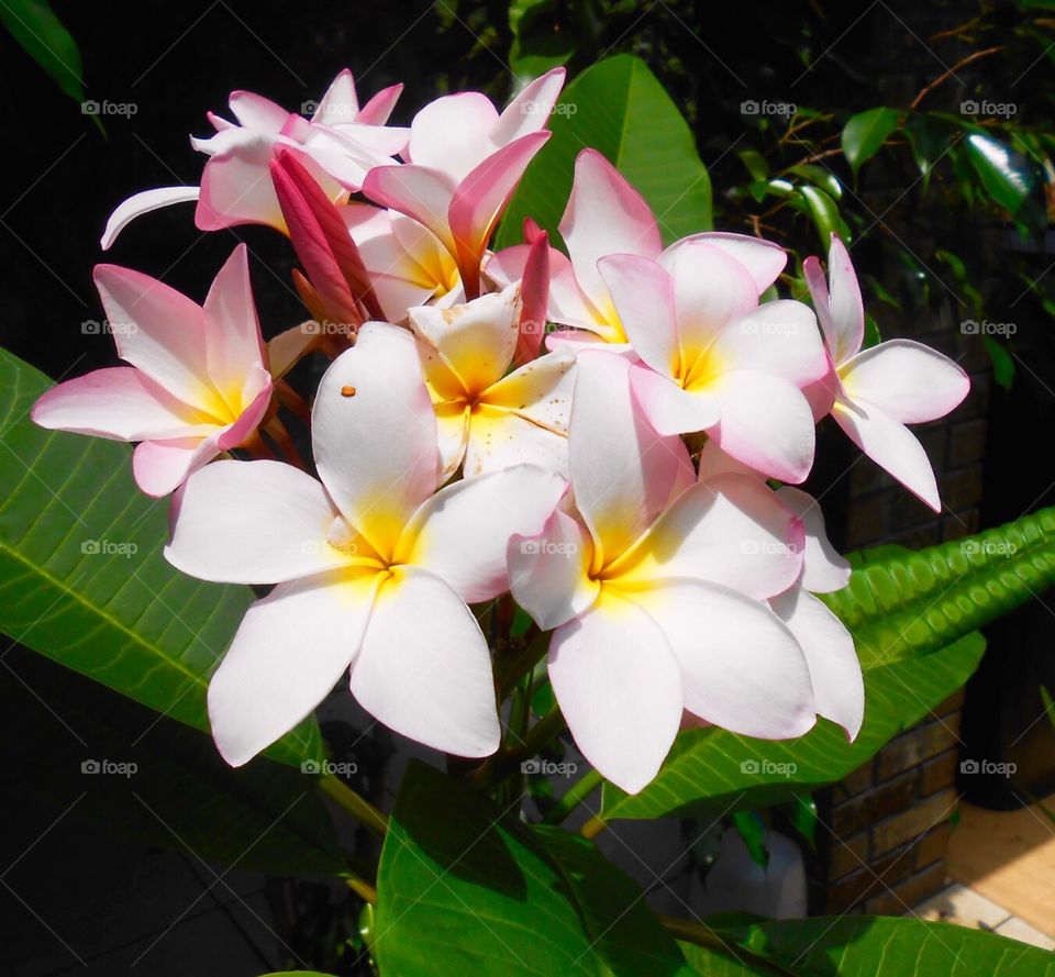 Plumeria 