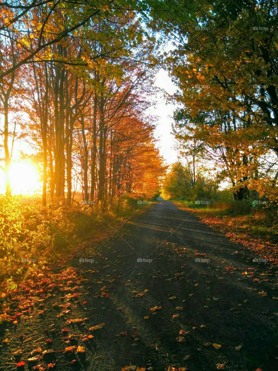 Autumn Path