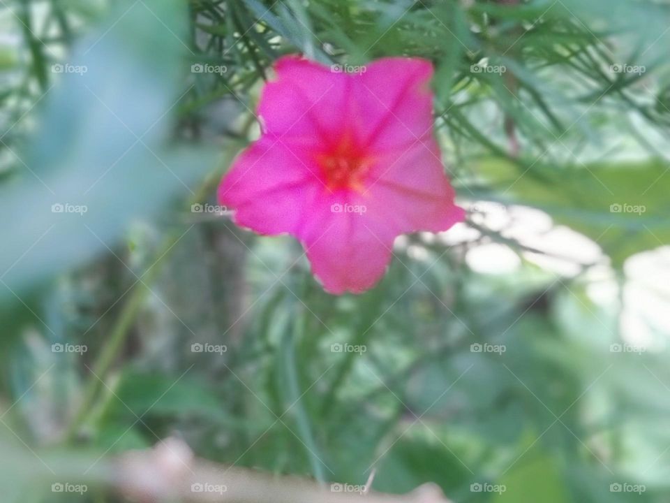 Mirabilis jalapa, o'clock flower