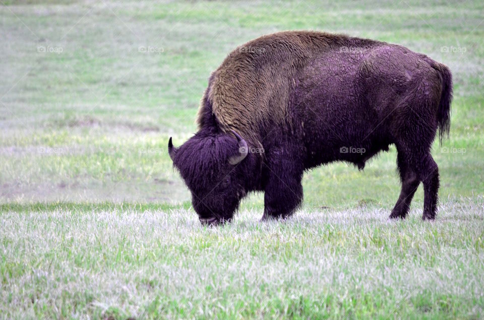 Buffalo