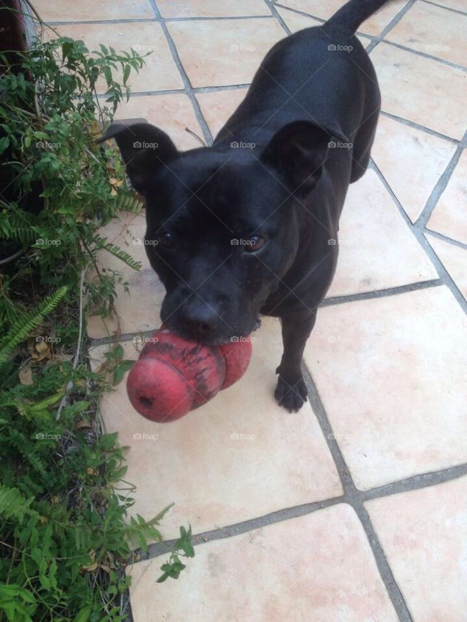 Staffy with Kong