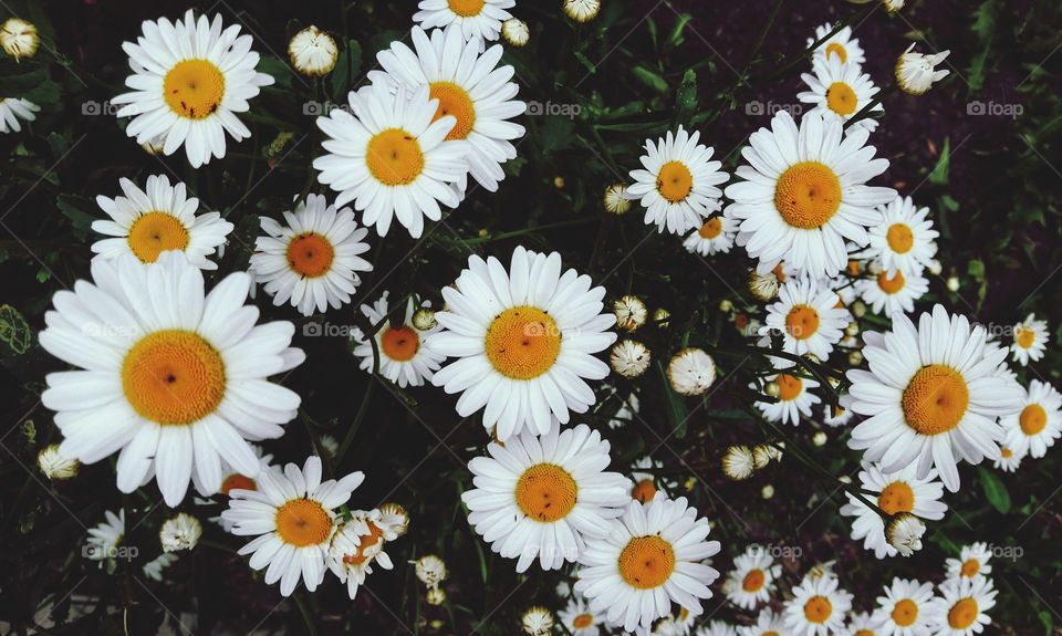 Camomile