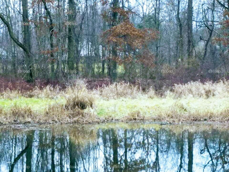 forest trees