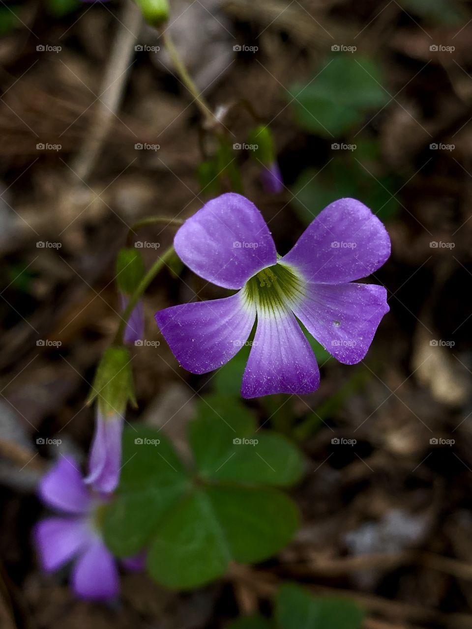 Violet wood- sorrel