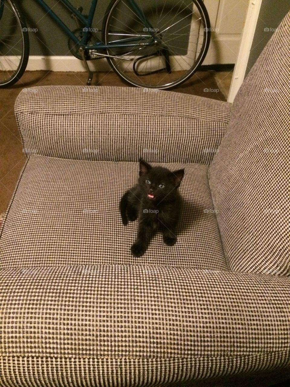 Kitten in a chair . Kitten in a chair 