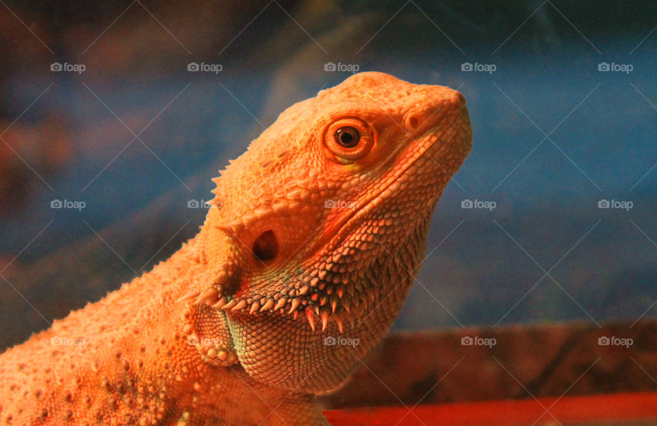 More shots of our friendly Bearded Dragon Stormy.  A closeup of his head in his friendly happy mode all orange and no puffed beard!