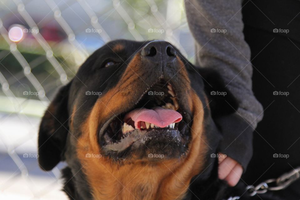 Dog, Pet, Portrait, Mammal, Cute