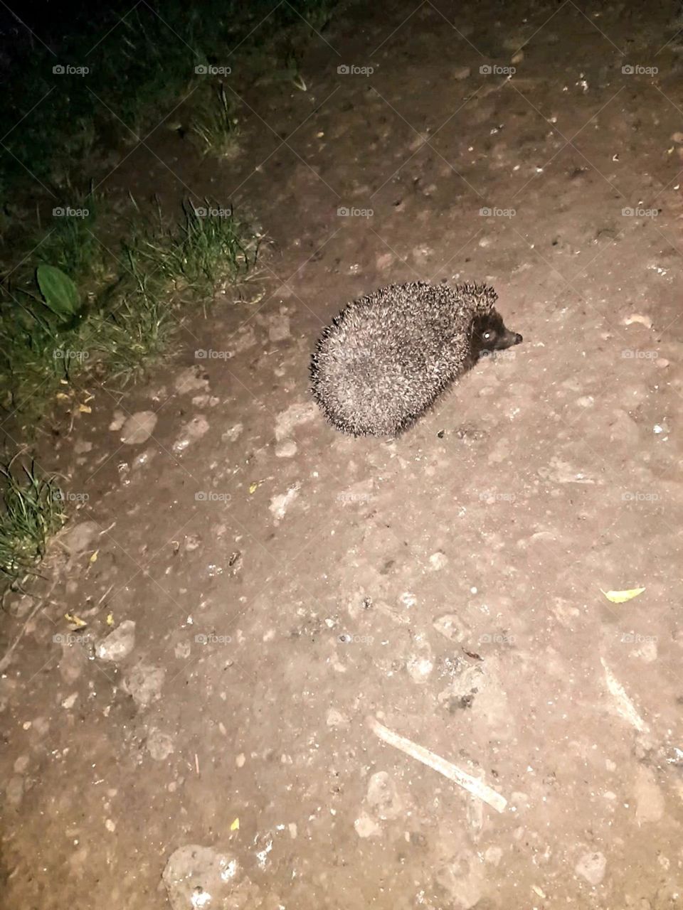 Hedgehog at night in the city