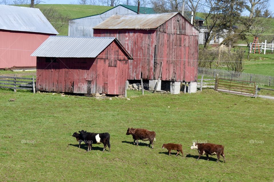 Rural farm with barns and cows 