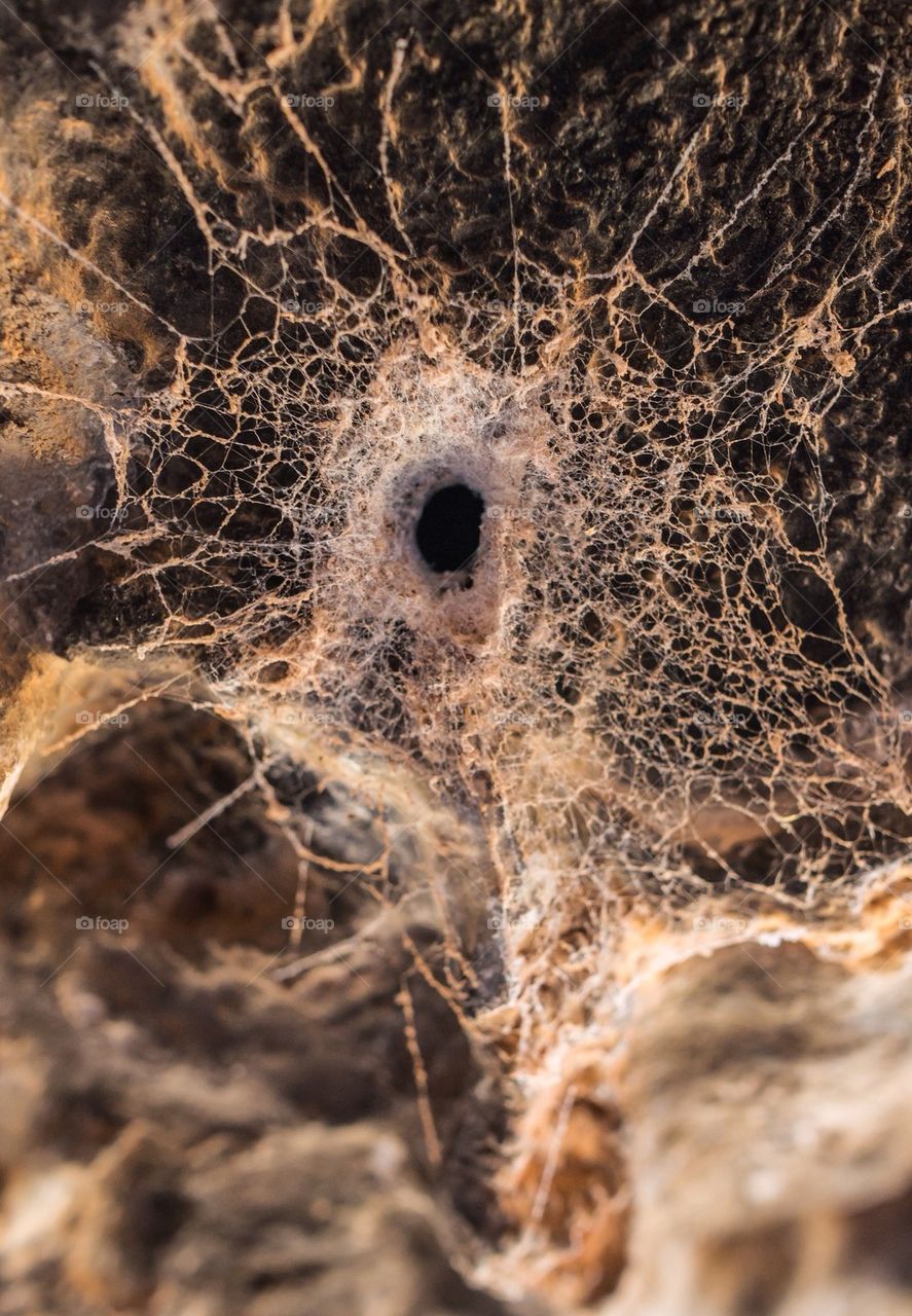 Spider's nest