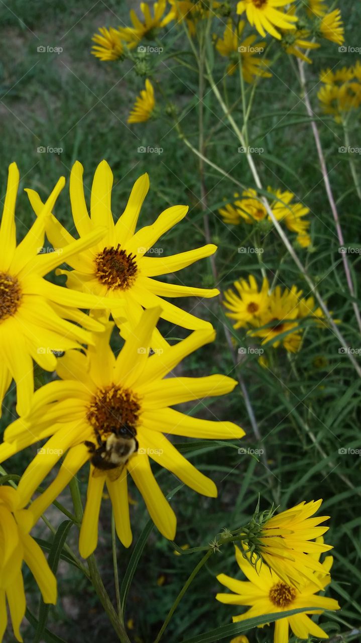 bees on the yellow daisies