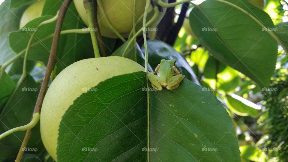 Daily meals and life.