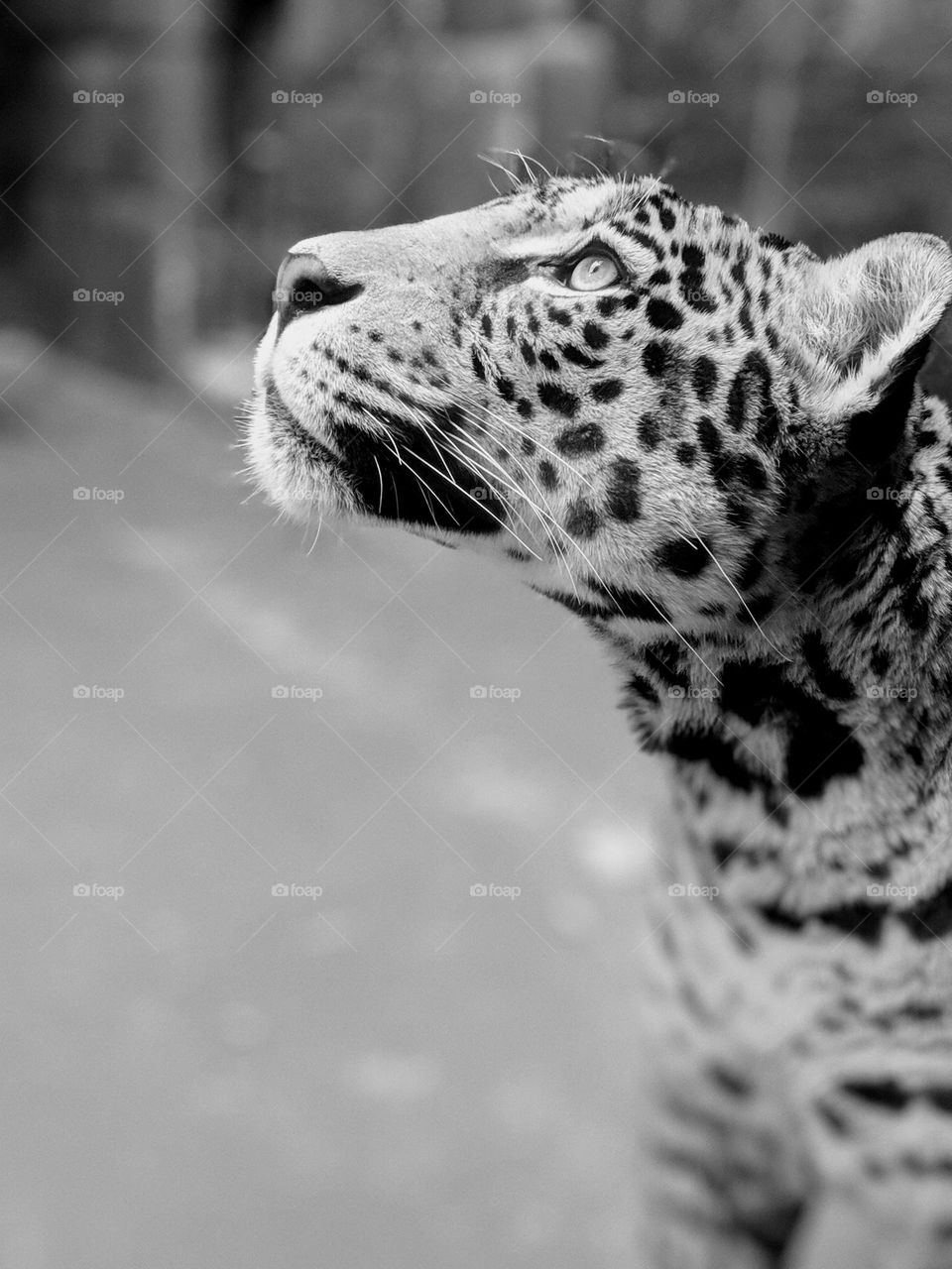 leopard Looking Upward