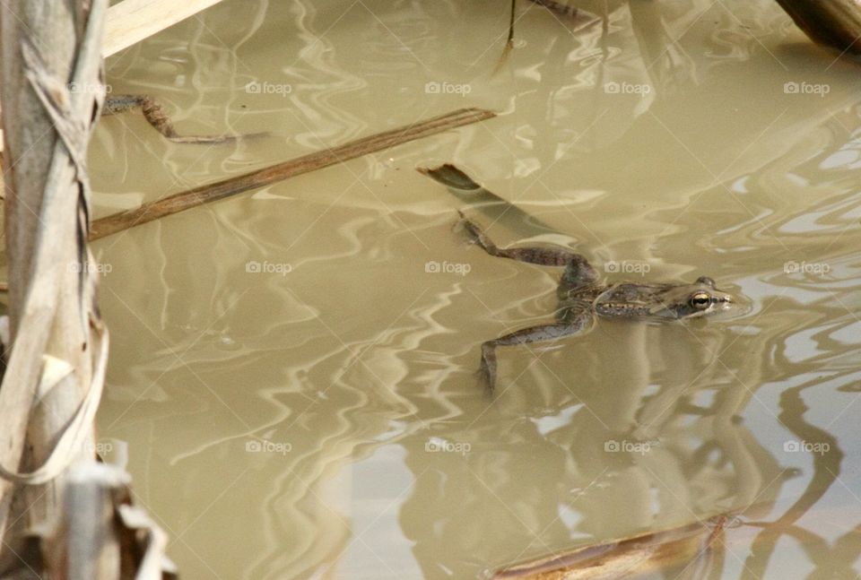 Frog swimming in pond water 