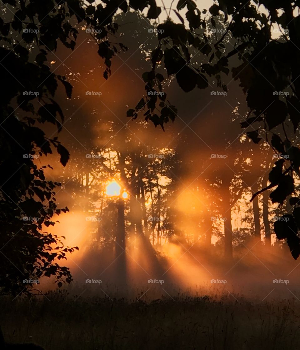 Sunset behind trees.