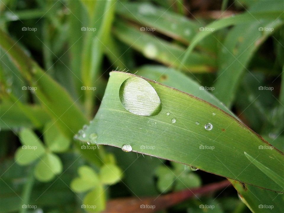 raindrop