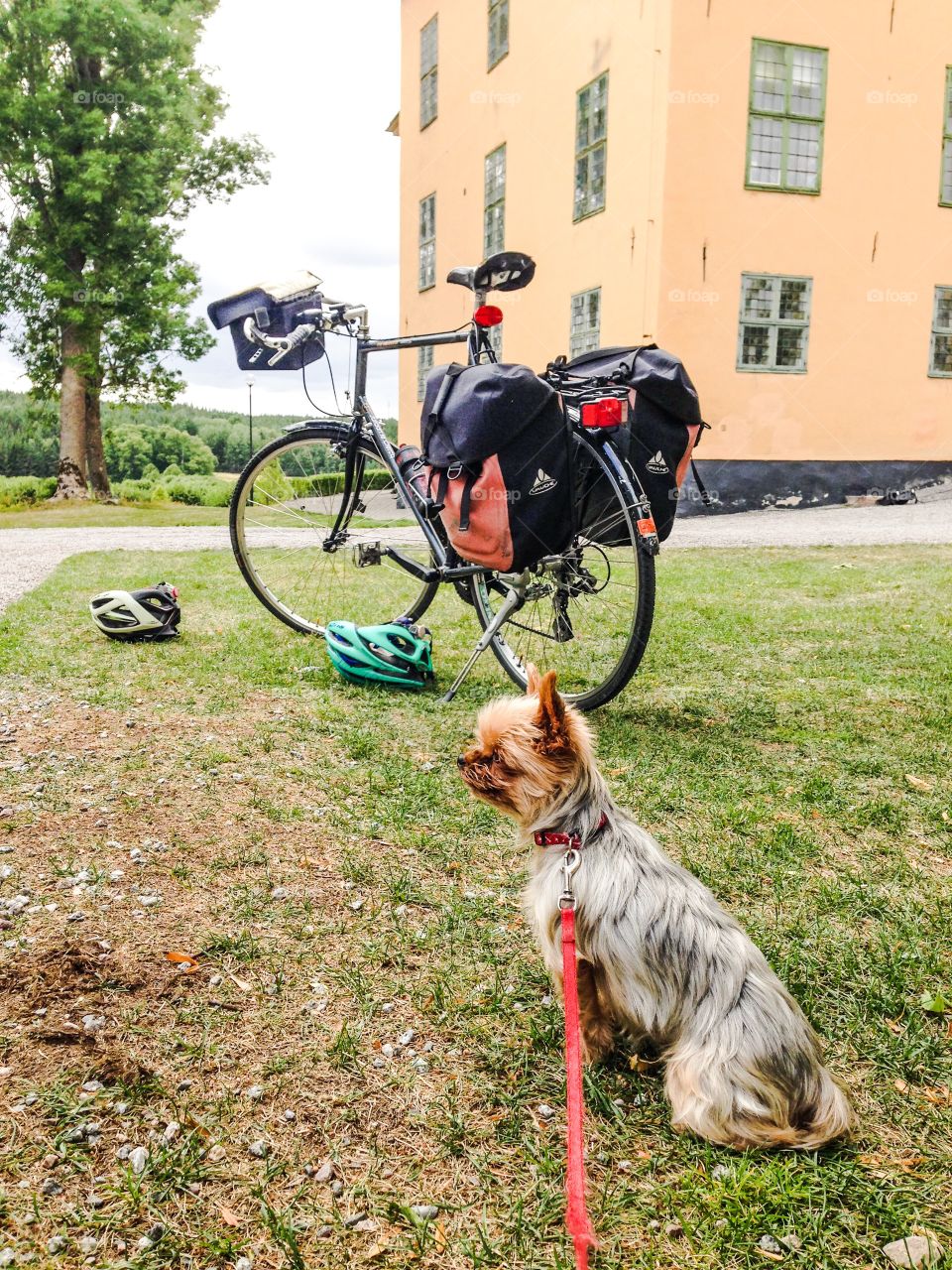 yorkshire terrier waiting