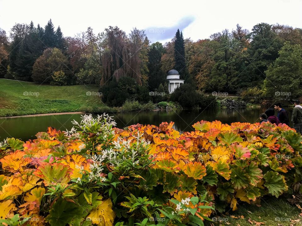In the chilly autumn,the large leaves growing on the lake side have turned yellow and red,mixed with small white flowers and remaining green leaves.Other side of the lake also many trees and a small white house. wonderful landscape