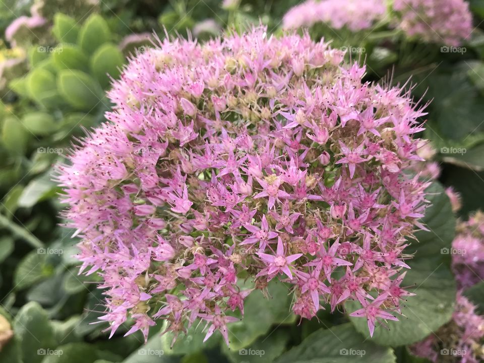 Pink flowers