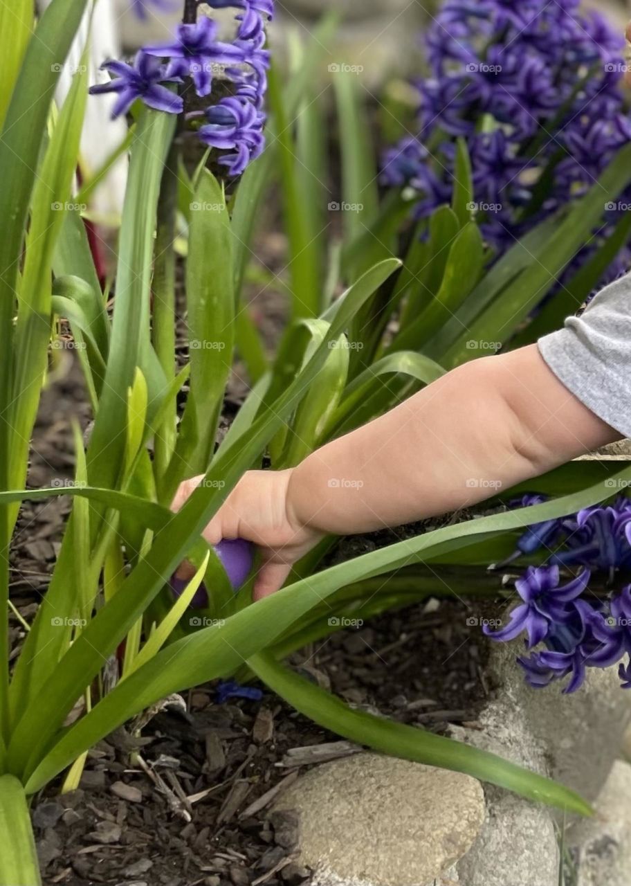 Finding the Hidden Purple Easter Egg Filled with Candy