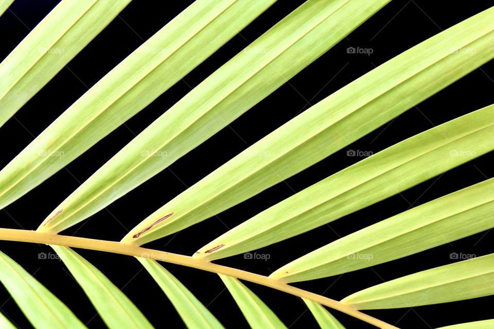 Palm leaf frond
