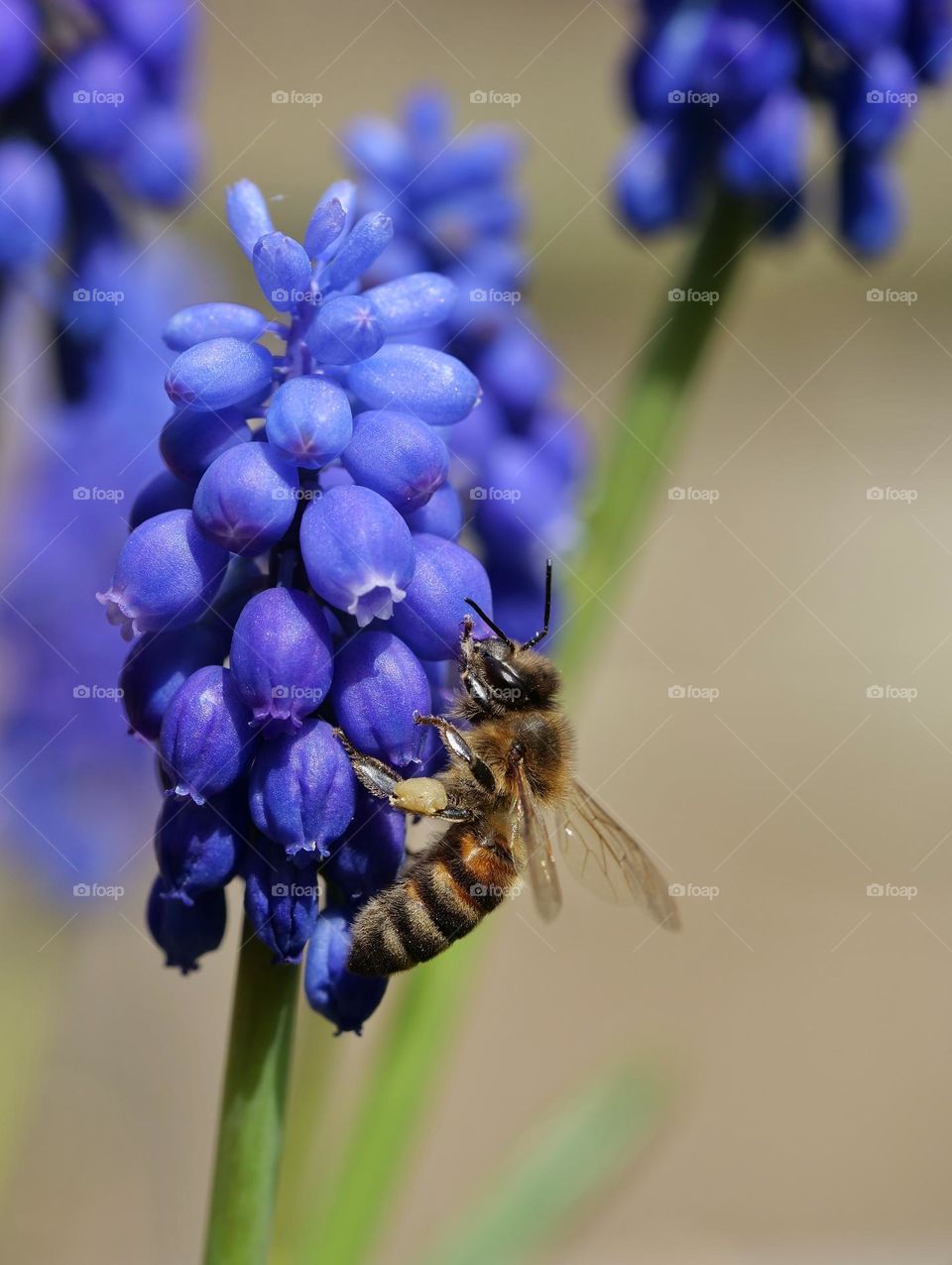 Spring flowers